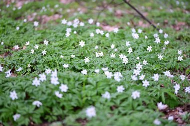 Orman zemininde taze yeşil yapraklar ve doğal orman dokularıyla çevrili bir orman şakayığının (Anemone nemorosa) yakın çekimi..