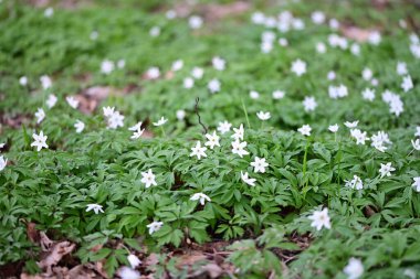 Orman zemininde taze yeşil yapraklar ve doğal orman dokularıyla çevrili bir orman şakayığının (Anemone nemorosa) yakın çekimi..