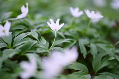 Orman zemininde taze yeşil yapraklar ve doğal orman dokularıyla çevrili bir orman şakayığının (Anemone nemorosa) yakın çekimi..