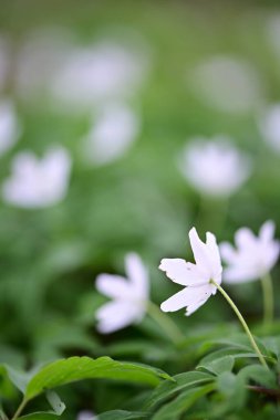 Orman zemininde taze yeşil yapraklar ve doğal orman dokularıyla çevrili bir orman şakayığının (Anemone nemorosa) yakın çekimi..