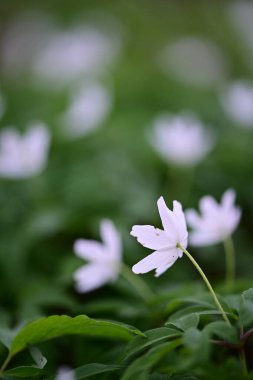 Orman zemininde taze yeşil yapraklar ve doğal orman dokularıyla çevrili bir orman şakayığının (Anemone nemorosa) yakın çekimi..