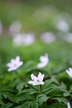Orman zemininde taze yeşil yapraklar ve doğal orman dokularıyla çevrili bir orman şakayığının (Anemone nemorosa) yakın çekimi..