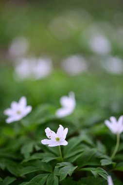 Bahçedeki güzel çiçekler