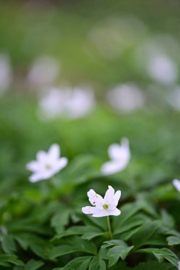 Bahçedeki güzel beyaz çiçekler