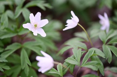 Bahçede beyaz çiçekler