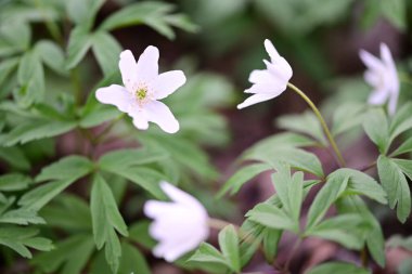 Orman zemininde taze yeşil yapraklar ve doğal orman dokularıyla çevrili bir orman şakayığının (Anemone nemorosa) yakın çekimi..