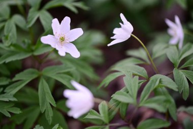 Bahçedeki güzel çiçekler