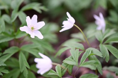 Bahçedeki güzel çiçekler