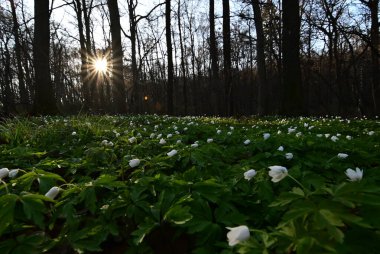 Almanya 'da bahar ormanı