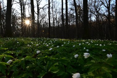 Güzel botanik fotoğrafı, doğal duvar kağıdı.