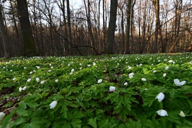 Ormanda güzel bahar çiçekleri