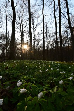 Ormanda güzel çiçekler