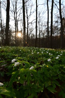 Orman zemininde taze yeşil yapraklar ve doğal orman dokularıyla çevrili bir orman şakayığının (Anemone nemorosa) yakın çekimi..