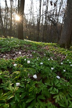 Ormanda beyaz bahar çiçekleri