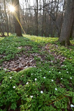 yeşil yapraklar, bitkiler ve yapraklar