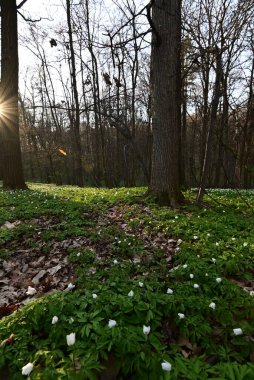Bir sürü yeşil bitkinin olduğu beyaz bir ormanın dikey görüntüsü.
