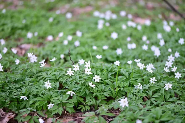 Orman zemininde taze yeşil yapraklar ve doğal orman dokularıyla çevrili bir orman şakayığının (Anemone nemorosa) yakın çekimi..