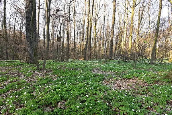 Beyaz çiçekli bahar ormanı, yeşil yapraklar ve bitkiler, doğa, ağaçlar ve çimenler, arka plan