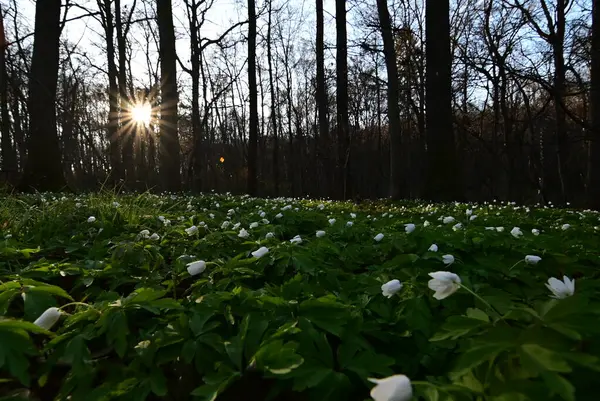 Güzel botanik fotoğrafı, doğal duvar kağıdı.