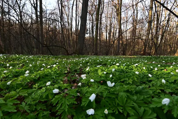 Baharda güzel orman çiçekleri