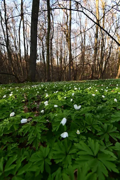 Ormanda güzel beyaz çiçekler