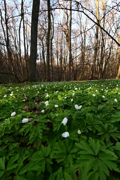 Ormanda yeşil yapraklar