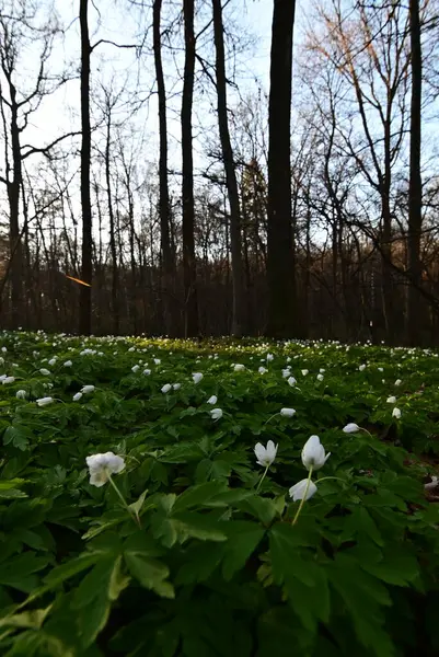 Ormanda güzel çiçekler