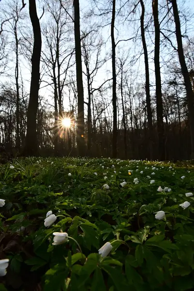 Ormanda güzel çiçekler