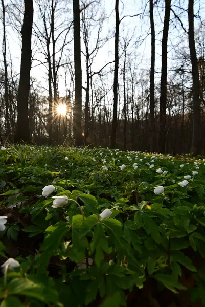 Ormanda güzel çiçekler