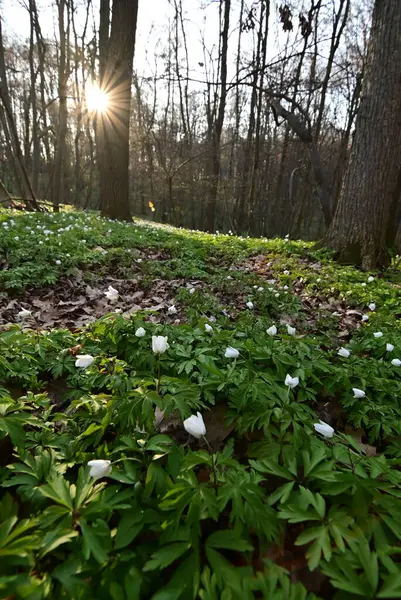 Ormanda beyaz bahar çiçekleri