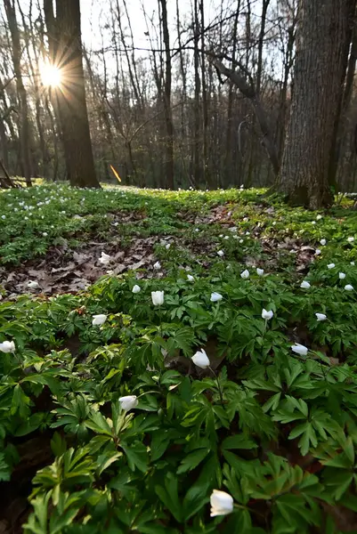 Ormanda bahar manzarası