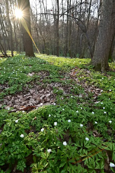 yeşil yapraklar, bitkiler ve yapraklar