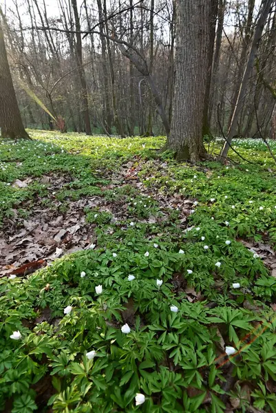 Ormanda güzel çiçekler