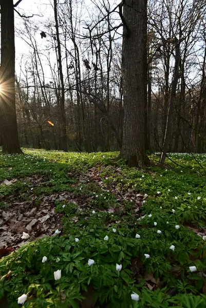 Bir sürü yeşil bitkinin olduğu beyaz bir ormanın dikey görüntüsü.