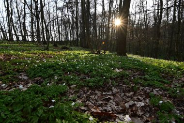 Sabah erken saatlerde bahar ormanı
