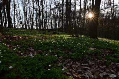 İlkbaharda çiçekler, güneş ve güneş ışığı olan orman