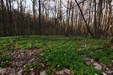 Yeşil yaprakları ve beyaz çiçekleri olan bir orman. Güzel bahar çiçekleri.