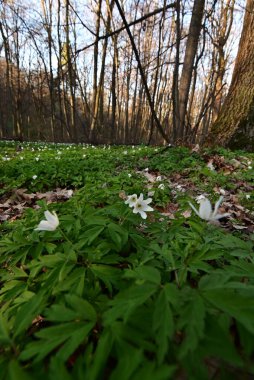 Baharda beyaz çiçekler, flora