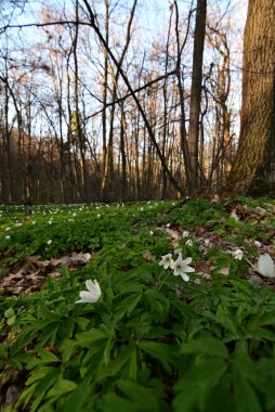 Ormanda beyaz bahar çiçekleri. Ormanda güzel çiçekler