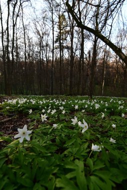 Parktaki güzel çiçekler.