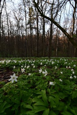 Orman zemininde taze yeşil yapraklar ve doğal orman dokularıyla çevrili bir orman şakayığının (Anemone nemorosa) yakın çekimi..