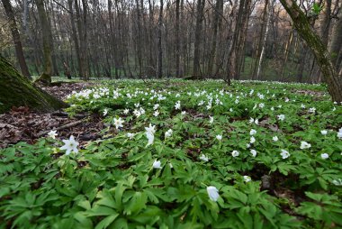 Orman zemininde taze yeşil yapraklar ve doğal orman dokularıyla çevrili bir orman şakayığının (Anemone nemorosa) yakın çekimi..