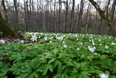 Orman zemininde taze yeşil yapraklar ve doğal orman dokularıyla çevrili bir orman şakayığının (Anemone nemorosa) yakın çekimi..