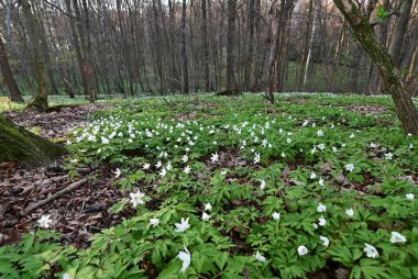 İlkbaharda orman çiçekleri.