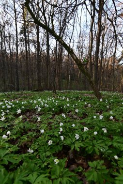 Ormanda beyaz çiçekler.