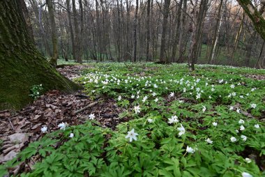 Orman zemininde taze yeşil yapraklar ve doğal orman dokularıyla çevrili bir orman şakayığının (Anemone nemorosa) yakın çekimi..