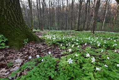 Orman zemininde taze yeşil yapraklar ve doğal orman dokularıyla çevrili bir orman şakayığının (Anemone nemorosa) yakın çekimi..
