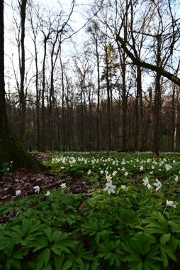 Orman zemininde taze yeşil yapraklar ve doğal orman dokularıyla çevrili bir orman şakayığının (Anemone nemorosa) yakın çekimi..