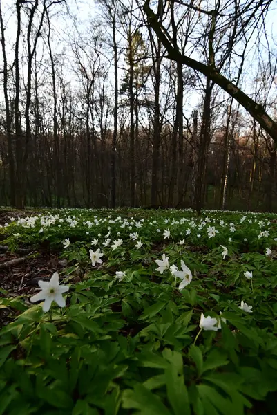 Parktaki güzel çiçekler.