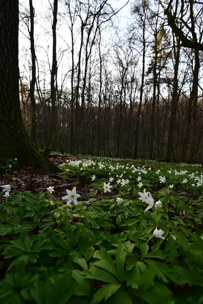 Bahçedeki güzel çiçekler